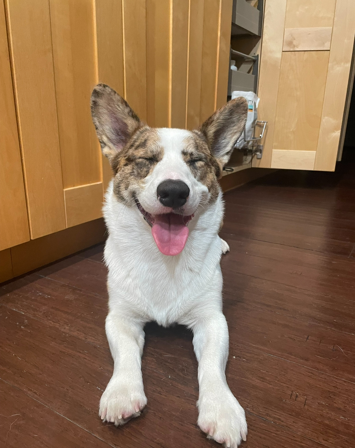 Neo The Company Good Boy USE on About US